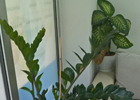 Baner